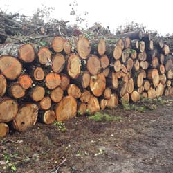 Venda de madeira por proposta